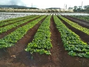Nông Sản – Công Ty TNHH Vệ Sinh Cây Xanh Miền Nam