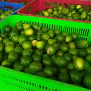 Công Ty TNHH Sản Xuất Thương Mại Nông Sản Thực Phẩm Trí Việt