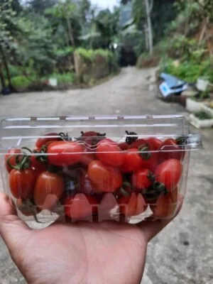 Smile Farm