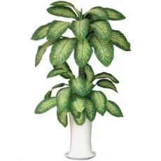 Công Ty TNHH Một Thành Viên Cây Cảnh Thế Giới