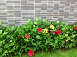 Công Ty TNHH Cảnh Quan Xanh