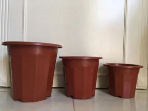 Cửa hàng Hoa Hồng Leo Vĩnh Long