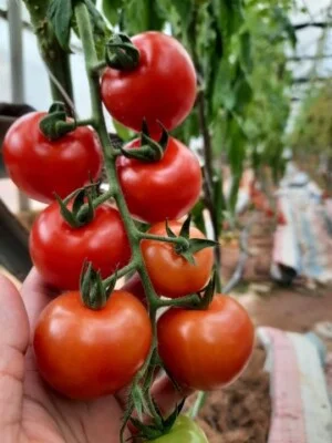 Smile Farm