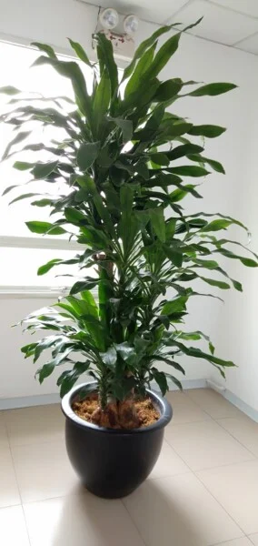 Công Ty Cổ Phần Vườn Thăng Long