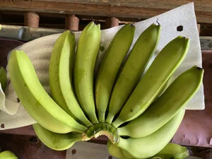 Nông Sản Nhà Huỳnh  – Công Ty TNHH Nông Sản Nhà Huỳnh