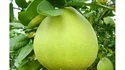 Công Ty TNHH Sản Xuất Công Nghiệp Việt D.E.L.T.A