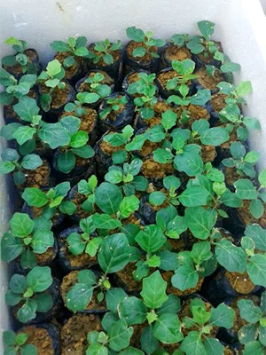 Dược Liệu Đức Phú – Công Ty Cổ Phần Nông Lâm Nghiệp Đức Phú