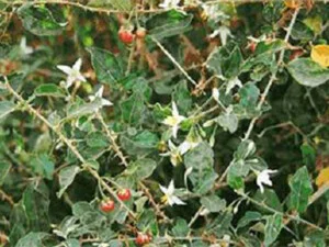 Dược Liệu Đức Phú – Công Ty Cổ Phần Nông Lâm Nghiệp Đức Phú