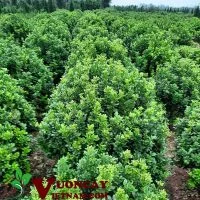 Công Ty TNHH Thương Mại Và Dịch Vụ Garden Việt Nam