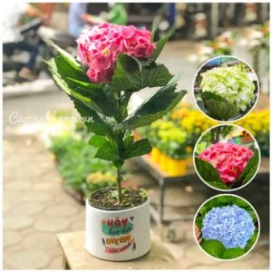 Công Ty TNHH Một Thành Viên Cây Cảnh Hà Nội