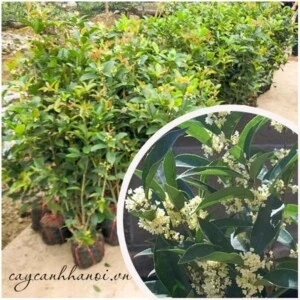 Công Ty TNHH Một Thành Viên Cây Cảnh Hà Nội