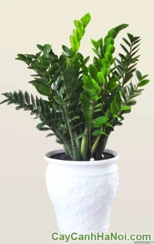 Công Ty TNHH Một Thành Viên Cây Cảnh Hà Nội