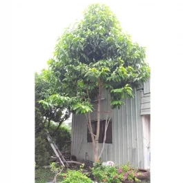 Công Ty Cổ Phần Phát Triển Vườn Xanh