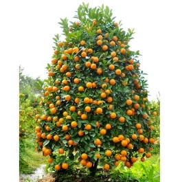 Công Ty Cổ Phần Phát Triển Vườn Xanh