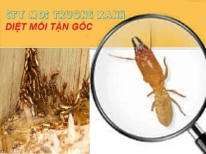 Công Ty TNHH Thương Mại Dịch Vụ Greendy
