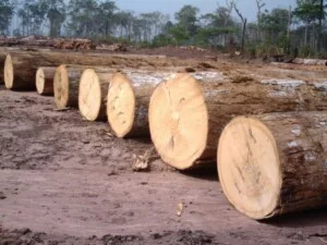 Ván ép Hoàng Phúc – Công Ty Cổ Phần Sản Xuất Ván Sàn Hoàng Phúc