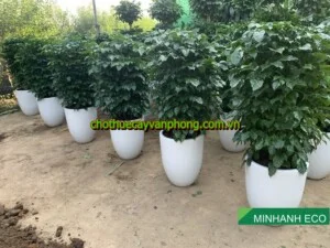 Chi Nhánh Bắc Ninh – Công Ty Cổ Phần Xây Dựng Cảnh Quan Sinh Thái Và Môi Trường Minh Anh
