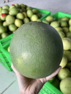 Nông Sản Nhà Huỳnh  – Công Ty TNHH Nông Sản Nhà Huỳnh