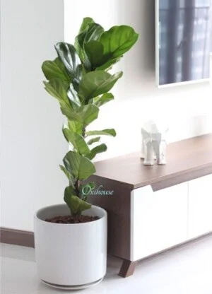 Công Ty Cổ Phần Jungle District