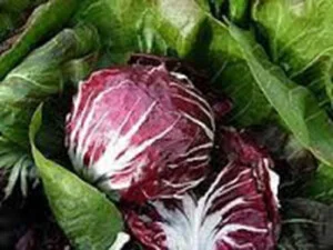 Nông Sản An Phú – Hợp Tác Xã Dịch Vụ Nông Nghiệp Tổng Hợp An Phú