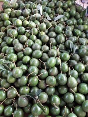 Hợp Tác Xã Nông Nghiệp Nam Ban