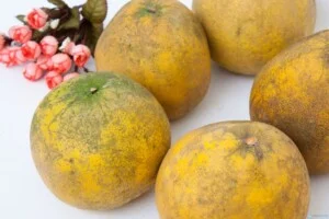 Công Ty TNHH Lương Thực – Thực Phẩm Gia Hữu