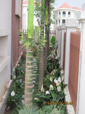 Công Ty TNHH Cảnh Quan Xanh