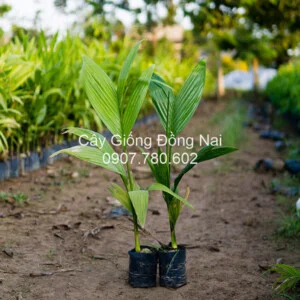 Trung Tâm Cây Giống Đồng Nai