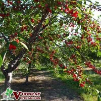 Công Ty TNHH Thương Mại Và Dịch Vụ Garden Việt Nam