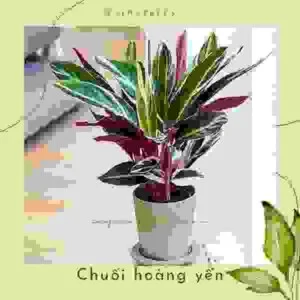 Dịch Vụ Cây Xanh VinaTrees – Công Ty Cổ Phần Đầu Tư Xây Dựng Và Môi Trường VinaTrees