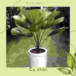 Dịch Vụ Cây Xanh VinaTrees – Công Ty Cổ Phần Đầu Tư Xây Dựng Và Môi Trường VinaTrees