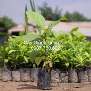 Trung Tâm Cây Giống Đồng Nai