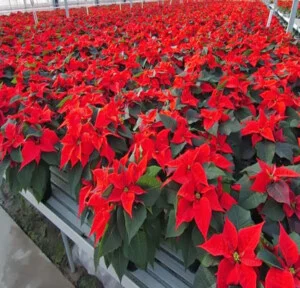 Công Ty Cổ Phần Kiến Trúc Gia Việt (Cây Xanh Miền Trung)