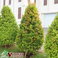 Công Ty TNHH Thương Mại Và Dịch Vụ Garden Việt Nam