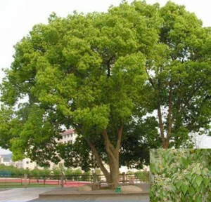 Công Ty Cổ Phần Kiến Trúc Gia Việt (Cây Xanh Miền Trung)