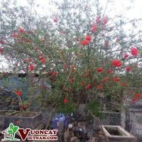 Công Ty TNHH Thương Mại Và Dịch Vụ Garden Việt Nam