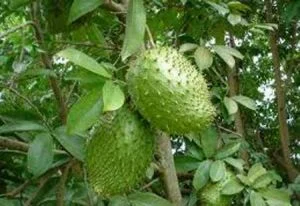 Công ty TNHH Cây Công Trình 24h