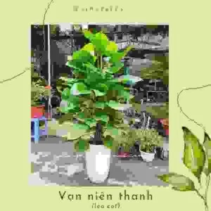 Dịch Vụ Cây Xanh VinaTrees – Công Ty Cổ Phần Đầu Tư Xây Dựng Và Môi Trường VinaTrees