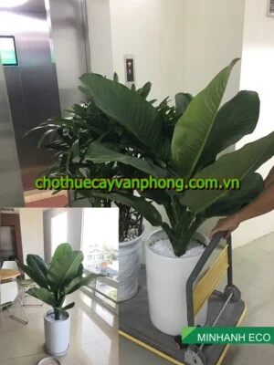 Chi Nhánh Bắc Ninh – Công Ty Cổ Phần Xây Dựng Cảnh Quan Sinh Thái Và Môi Trường Minh Anh