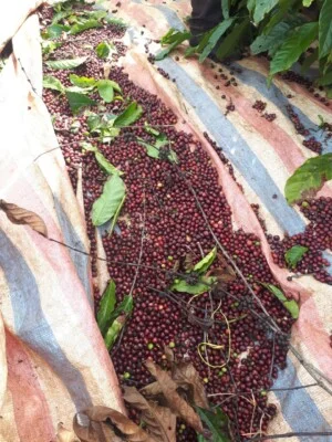 Hợp Tác Xã Nông Nghiệp Nam Ban