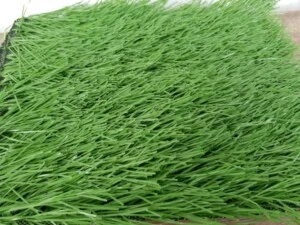 Công Ty TNHH Xuất Nhập Khẩu Tân Minh Thịnh Phát