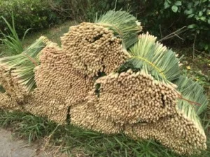 Nông Sản Thảo Nguyên Xanh – Công Ty CP XNK Thảo Nguyên Xanh