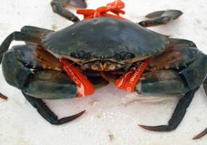 Cua Biển Việt Nam