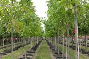 Công Ty Cổ Phần Nhân Lực Và Vệ Sinh Bách Mỹ