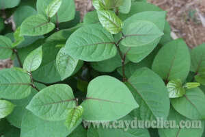 Trung Tâm Cây Giống Cây Nguyên Liệu Tam Đảo – Công Ty Cổ Phần Nông Dược Tam Đảo