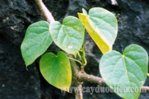 Trung Tâm Cây Giống Cây Nguyên Liệu Tam Đảo – Công Ty Cổ Phần Nông Dược Tam Đảo