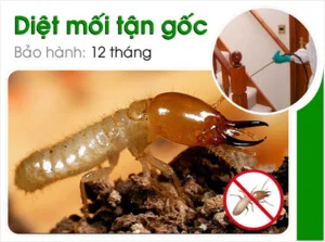 Công Ty TNHH Trừ Mối Và Côn Trùng Đại Tùng Việt