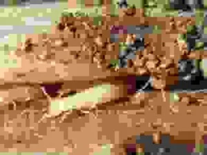 Công Ty Diệt Mối Thông Tín