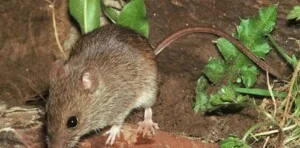 Công Ty TNHH Oh Yes Pest Control