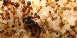 Công Ty TNHH Oh Yes Pest Control